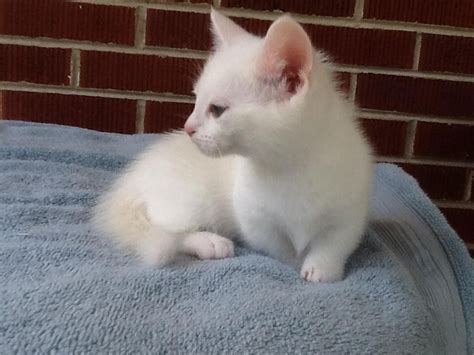 Adopt Senior Rojas a Persian. . Kittens for sale san diego